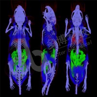 MicroCT-MicroCT扫描服务-多博科技(推荐商家)